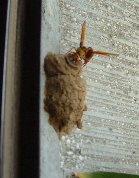 蜜蜂在陽台築巢 缺角凸角